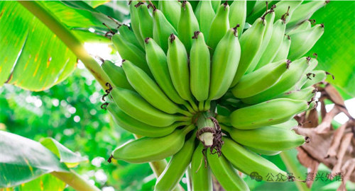 雅思阅读练习《A threat to bananas》